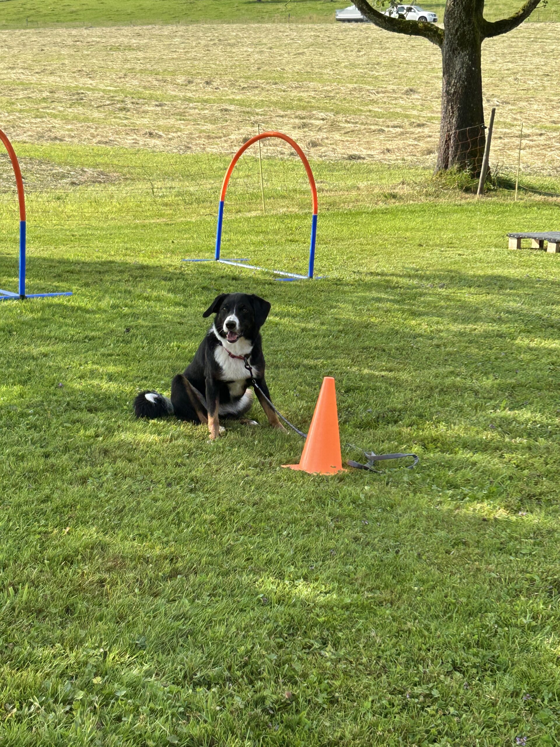 Hundeplauschgruppe